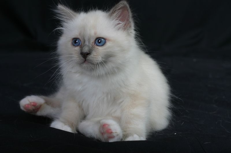 Birman Cat Price Australia 81021+ Nama Untuk Kucing Comel, Lucu dan Unik